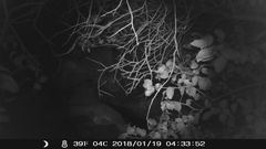 Urocyon cinereoargenteus californicus