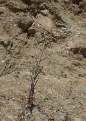 Streptanthus glandulosus albidus