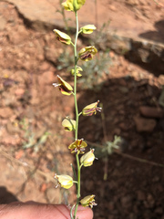 Streptanthus polygaloides