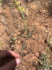 Streptanthus polygaloides