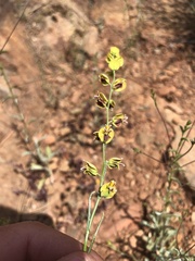 Streptanthus polygaloides