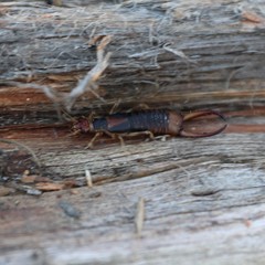 Labidura truncata