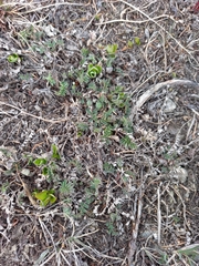 Astragalus schelichowii