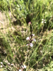 Verbena californica