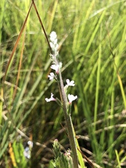 Verbena californica