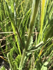 Verbena californica