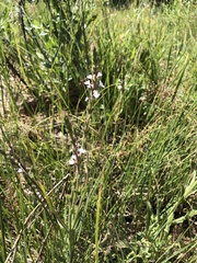 Verbena californica