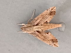 Eupanacra