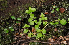 Epilobium rotundifolium
