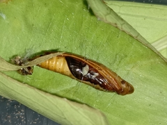 Glyphodes bivitralis