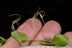 Epilobium rotundifolium