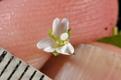 Epilobium rotundifolium