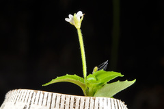 Epilobium rotundifolium