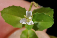 Epilobium rotundifolium