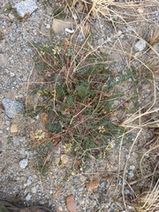 Astragalus schelichowii