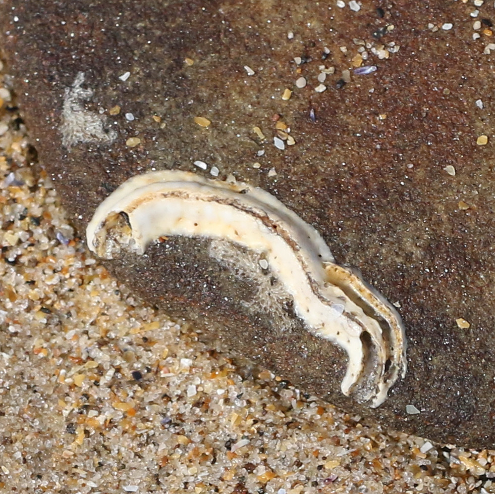 keelworm