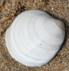 Macoma balthica
