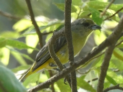 Euphonia affinis