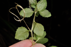 Epilobium rotundifolium