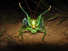 Neobarrettia spinosa