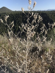 Mentzelia laevicaulis