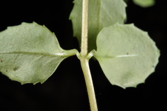 Epilobium rotundifolium