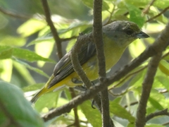 Euphonia affinis