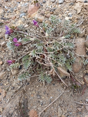 Oxytropis exserta