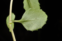 Epilobium rotundifolium