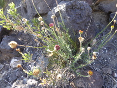 Hysterionica jasionoides