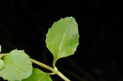 Epilobium rotundifolium