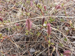 Salix saxatilis