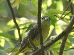 Euphonia affinis