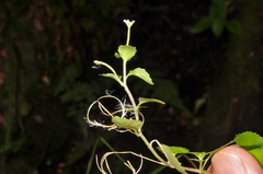 Epilobium rotundifolium