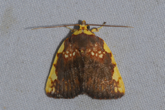 Siglophora haematica