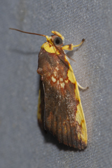 Siglophora haematica