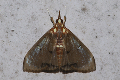 Deanolis sublimbalis