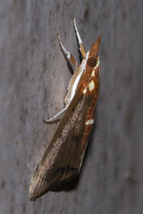 Deanolis sublimbalis