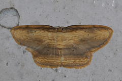 Drapetodes mitaria