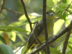 Euphonia affinis