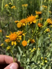 Packera clevelandii