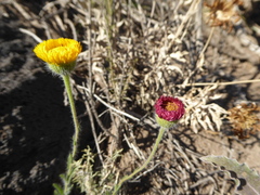 Hysterionica jasionoides