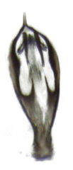 Peripsocus milleri