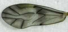 Peripsocus milleri