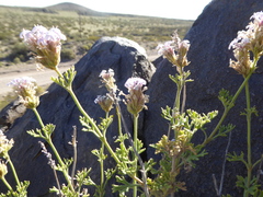 Junellia crithmifolia