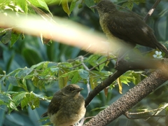 Turdus grayi