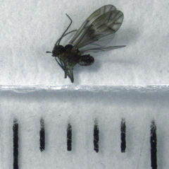 Peripsocus milleri