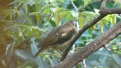 Turdus grayi