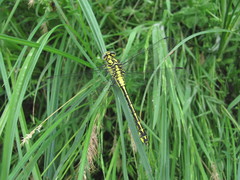 Gomphus schneiderii