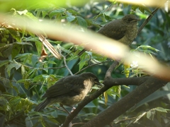 Turdus grayi